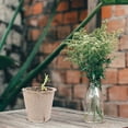 thumbnail image 5 of 50 Sets Peat Pot Large Pots Paper Flower Plants Veggie Tray for Indoor Seedling Starter Self Watering, 5 of 6