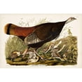 thumbnail image 3 of Audubon, John James 14x11 Black Modern Framed Museum Art Print Titled - Pl 6 Great American Hen and Young, 3 of 5
