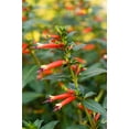 thumbnail image 3 of 10 Red CIGAR PLANT Mexican Firecracker Cuphea Ignea Hummingbird Flower Seeds, 3 of 10