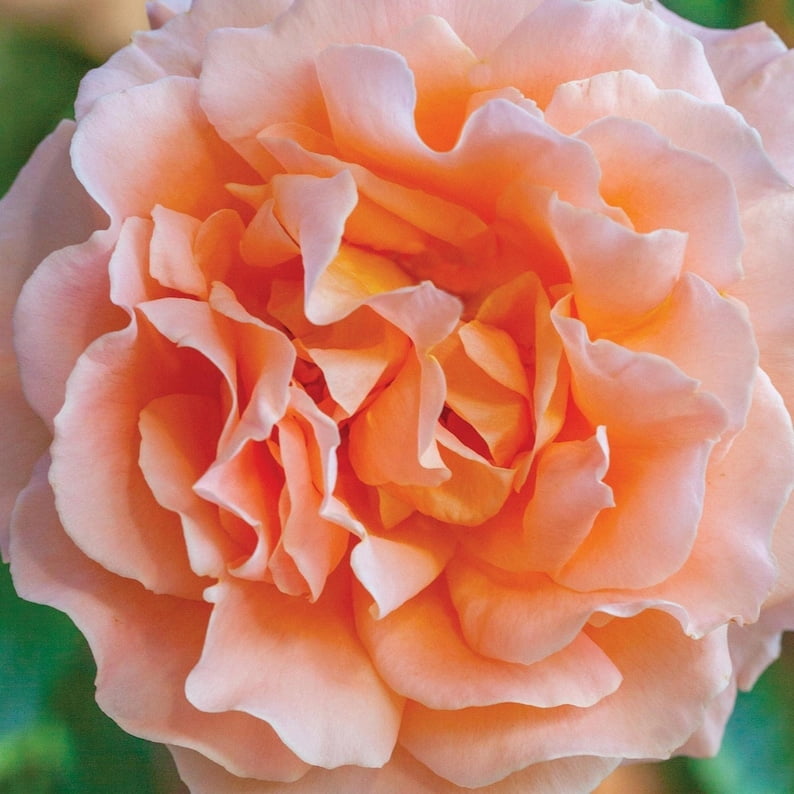 30 Seeds Polka Climbing Rose Seeds - Non- Flower Seeds for Enthusiasts