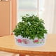 thumbnail image 3 of 4 maceteros hidropónicos de plástico, decorativos, para plantas, tipo pecera, 3 of 8