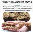 thumbnail image 5 of Natural Sphagnum Moss, 150g(10quarts) Premium Garden Moss for Orchid Re-potting, Succulents, and Floral Crafts, Safe for Pets and Plants, 5 of 5