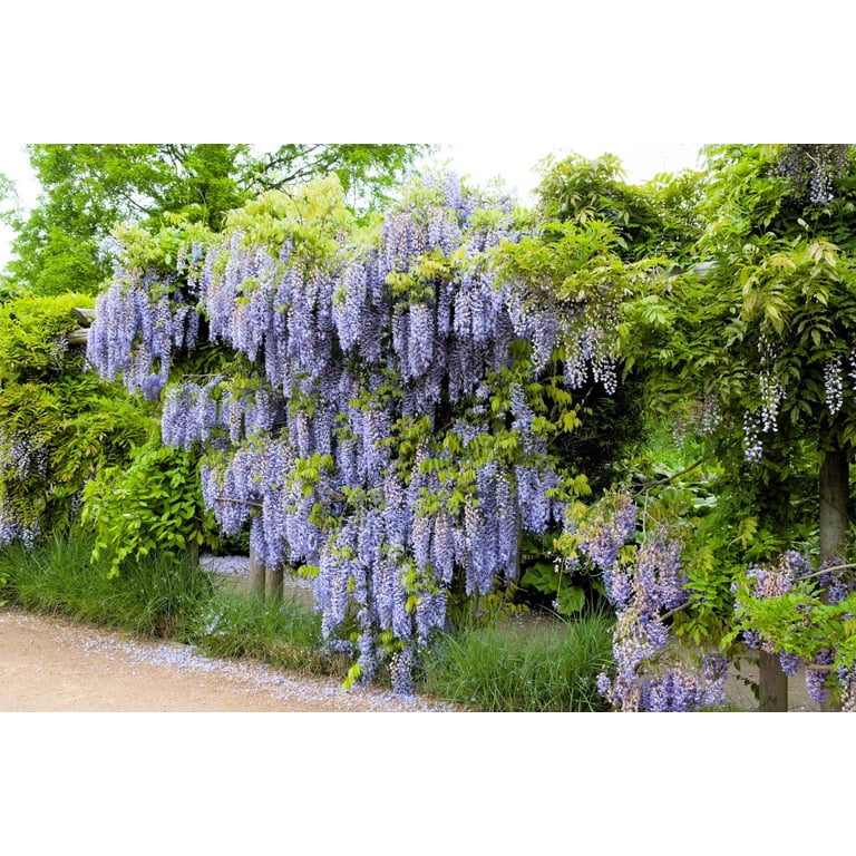 5 Seeds JAPANESE WISTERIA Floribunda, Purple Spring Outdoor Ornamental Vine  Climber Seeds - Walmart.com