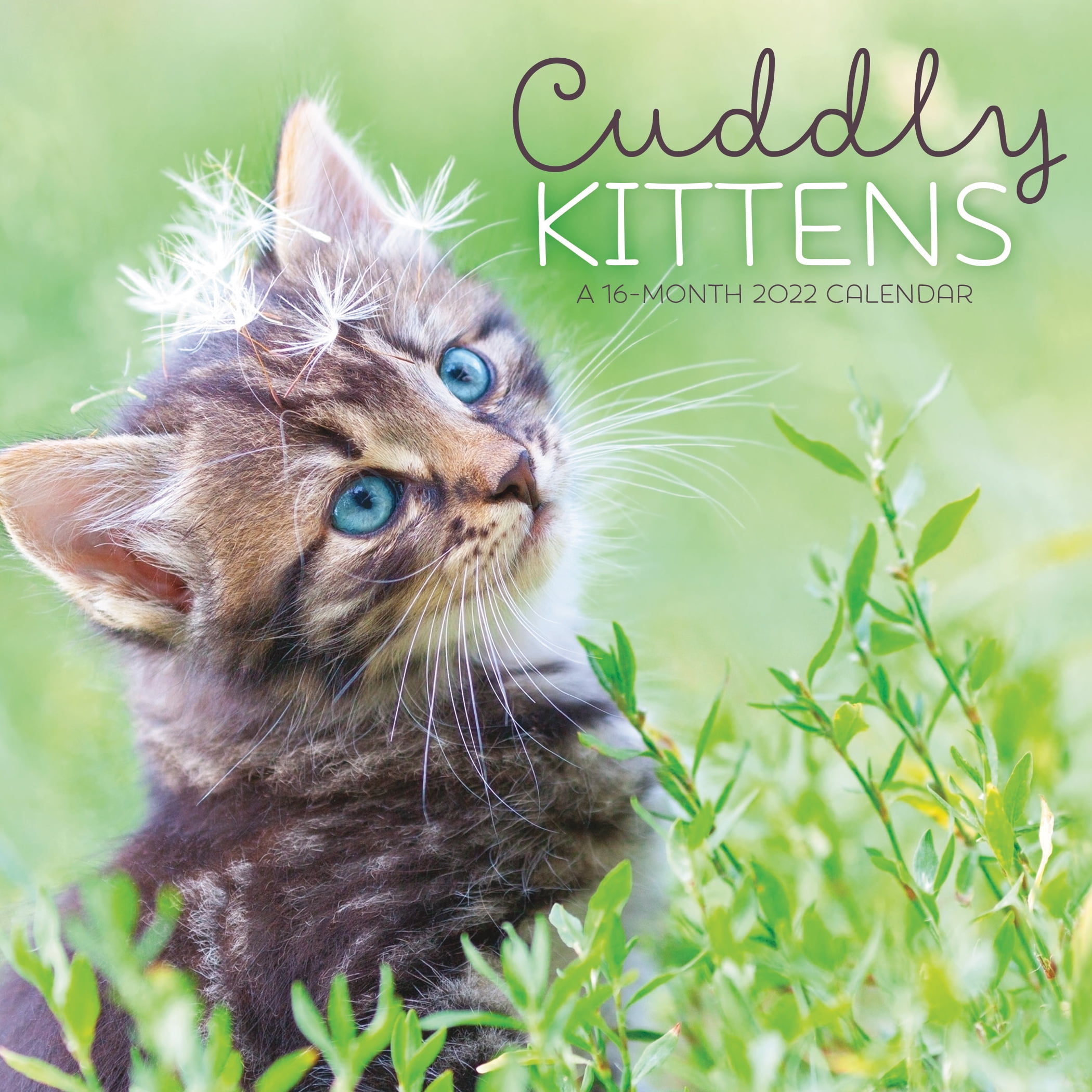 The Best New Walmart 2022 Calendar Photos