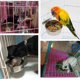 thumbnail image 4 of Pet Food Water Bowl With Clamp Holder Stainless Steel Coop Cup Hanging Feeder For Dog Bird Parrot Cat Rabbit, 4 of 4