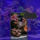 thumbnail image 5 of GLOGLOW Lente de fotografía de Acuario, Tanque de Peces de Agua de mar, Cilindro de Coral, Lente de fotografía con Filtro Macro, Kit de Filtro de Lente de cámara para Smartphone de Acuario Khall 2.11519E+12, 5 of 6