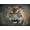 Unframed, variant on Art.com Bengal Tiger Giclee Print by Jai Johnson, 16" x 12"