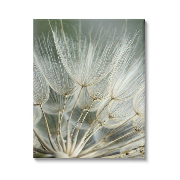 Stupell Industries Soft Dandelion Photography Botanical & Floral Photography Gallery Wrapped Canvas Art Print Wall Art, 16 x 20