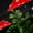 Black Red Green, variant on Homewish Kawaii Floral Mushroom Black Out Curtains for Female Men Women,Botanical Plants Curtains Pack of 2 (42x63 Each),Vintage Aesthetic Bedroom Curtains,Lightweight Room Decor