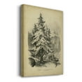 thumbnail image 3 of The Spruce- Gallery Wrapped Canvas, 3 of 9