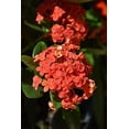 thumbnail image 6 of Ixora Maui Red I 3 Large Gallon Size Plants I Rubiaceae Ixora Coccinea  Live Lush Red Cluster Blooms, Heat and Drought Tolerant, Ideal for Tropical and Subtropical Gardens, 6 of 8
