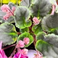 thumbnail image 2 of Florida House Plants Suncoast Coral Razz African Violet Live Plants in 4" Pot, 2 of 4