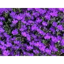 200 CRYSTAL PALACE LOBELIA Regatta Purple Blue Lobelia Erinus Flower Seeds