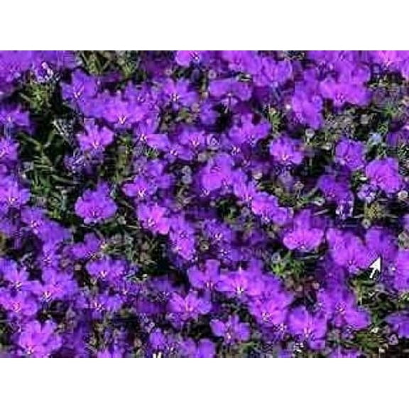200 CRYSTAL PALACE LOBELIA Regatta Purple Blue Lobelia Erinus Flower Seeds