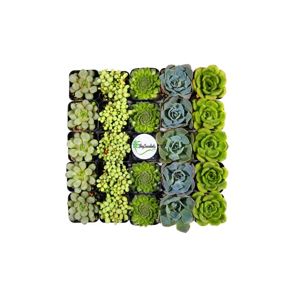 Shop Succulents Assorted Succulent (Collection of 256)