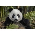 thumbnail image 2 of Zuckerman, Jim 14x11 Black Ornate Wood Framed with Double Matting Museum Art Print Titled - China, Chengdu Portrait of young giant panda, 2 of 4