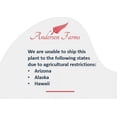 thumbnail image 4 of Andersen Farms Calathea Warsewiczii Live Plant Indoor/Outdoor in 10 in Plastic Grower Pot, 4 of 4