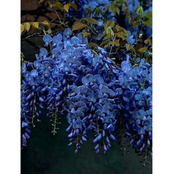 5 Dark Blue Chinese Wisteria Seeds Vine Climbing Flower Perennial Rare 571 USA