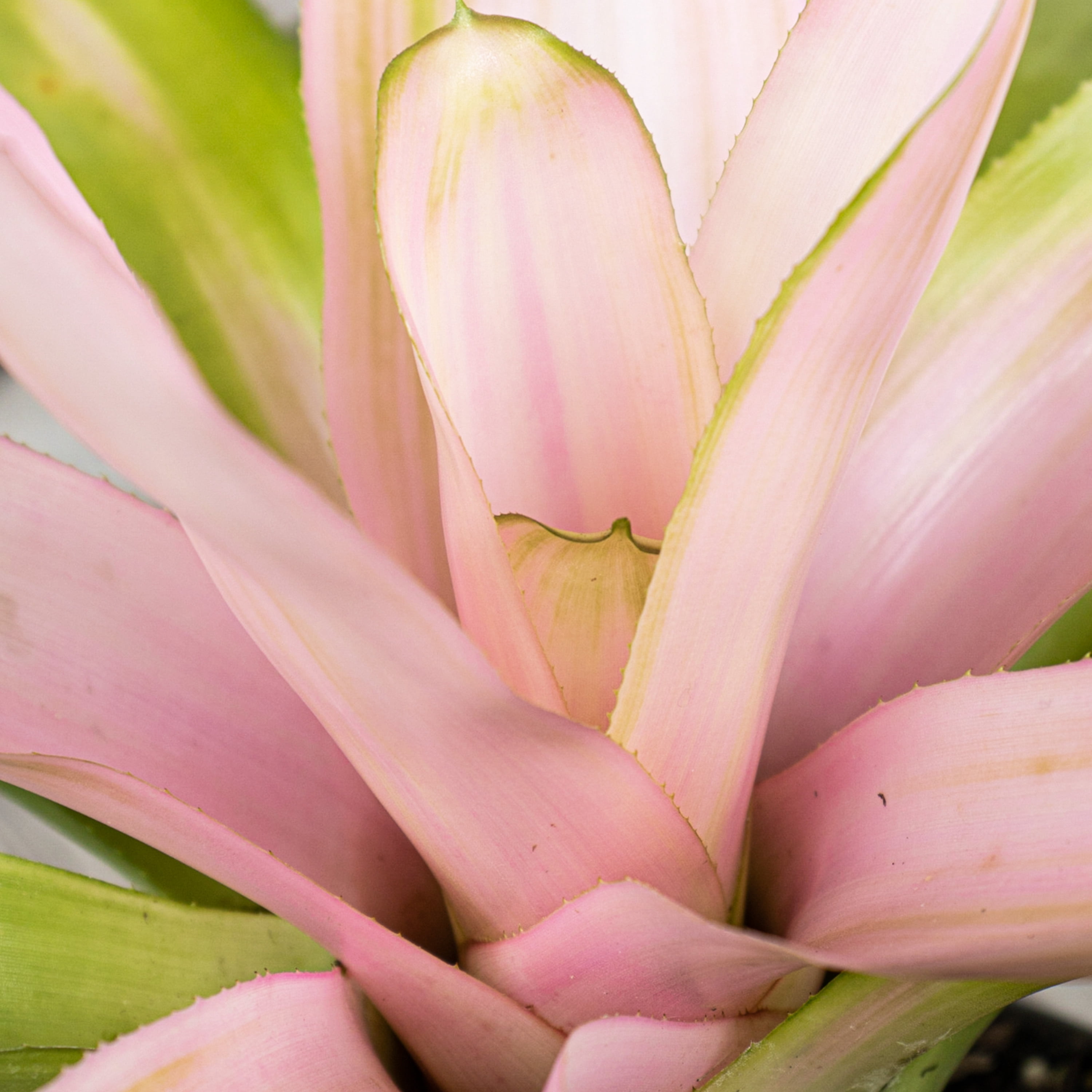 United Nursery Live Bromeliad Pink Cotton Candy Plant 12-16 inches Tall in 6-inch Grower Pot