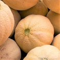 thumbnail image 2 of TomorrowSeeds - Honey Rock Cantaloupe Seeds - 150+ Count - For 2025 Planting Cucumis Melo Orange, 2 of 11