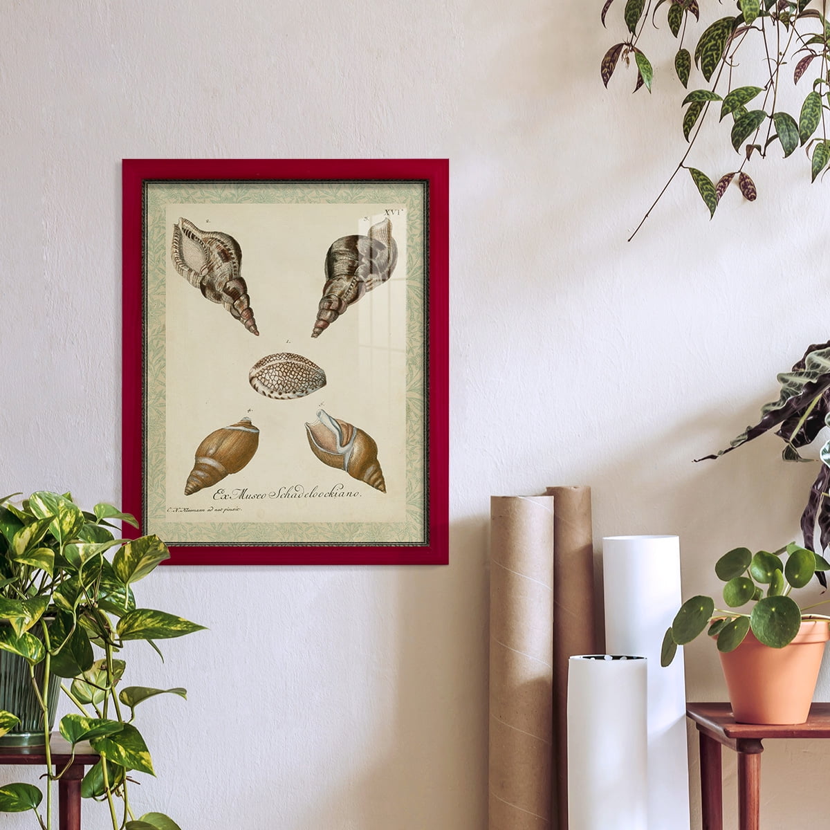 Bookplate Shells VIII - Framed Print w/glass - Cherry Red