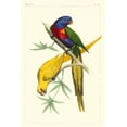 thumbnail image 2 of Lemaire, C.L. 13x18 White Modern Wood Framed Museum Art Print Titled - Lemaire Parrots IV, 2 of 4