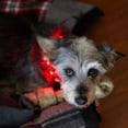 thumbnail image 4 of Pet Light Emitting Leash Collar USB Charge Red Dog Walking Collar Leash, 4 of 4