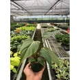 thumbnail image 5 of Philodendron 'Summer Glory', 2" Pot, Indoor Houseplant, Easy Care, Live Plant for Indoor & Outdoor, 5 of 8