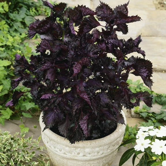 Outsidepride Perilla Frutescens - 2000 Seeds