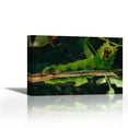 thumbnail image 1 of Caterpillar on branch, Tam Dao National Park, Vietnam - Contemporary Fine Art Giclee on Canvas Gallery Wrap - wall décor - Art painting - 36 x 24 Inch - Ready to Hang, 1 of 2