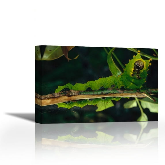 Caterpillar on branch, Tam Dao National Park, Vietnam - Contemporary Fine Art Giclee on Canvas Gallery Wrap - wall décor - Art painting - 36 x 24 Inch - Ready to Hang