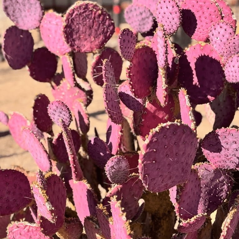 Purple Prickly Pear Santa Live Plant, Cactus Succulent Live Plant, 3.5 inch  Pot for Indoor Planting - Walmart.com