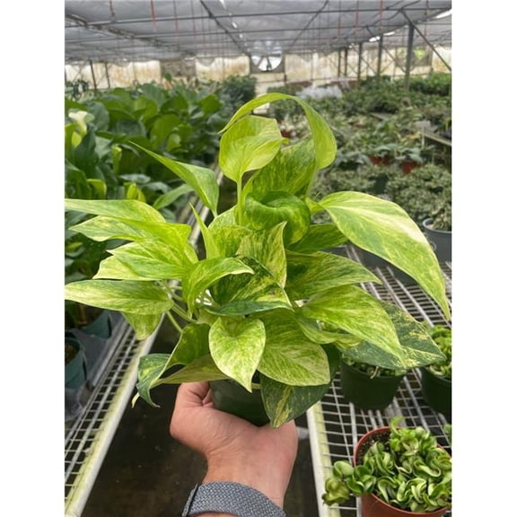 House Plant Dropship 4-POTHOS-NEON.QUEEN Pothos Neon Queen Plant