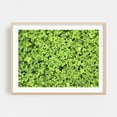 thumbnail image 2 of Clover all Over - Marshall Michigan Photography Nature Botanical Garden Floral Pattern Wilderness Scenic Unframed Wall Art Print 6 x 8 inches, 2 of 7