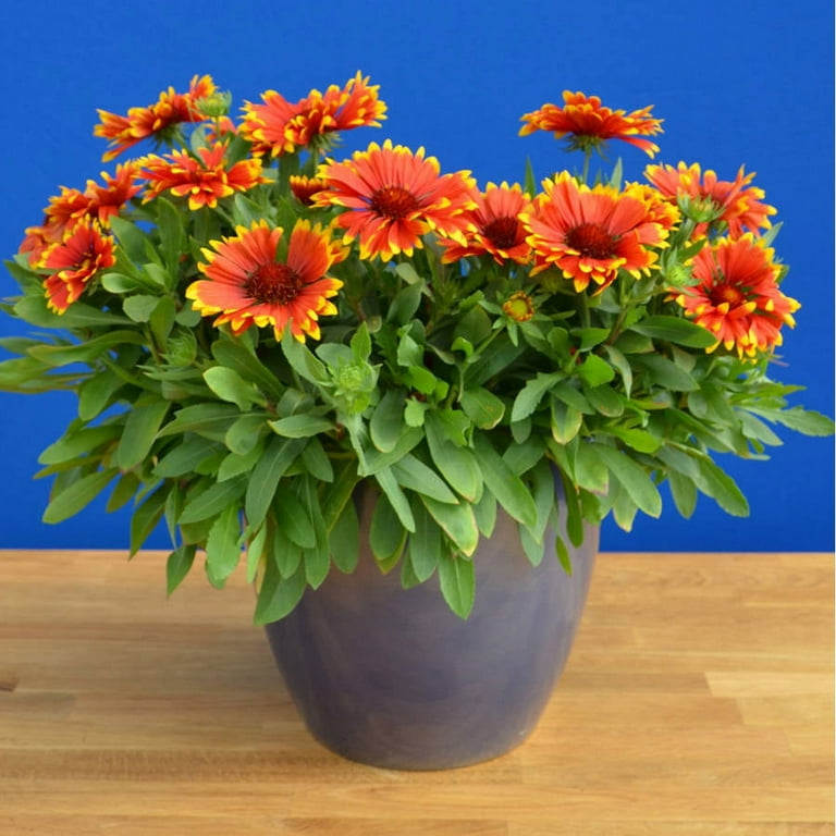 Sunset Flash Gaillardia Blanket Flower 2.5 Quart Sun loving Deciduous Perennial with Red and Yellow Blooms Full Sun Live Outdoor Plant
