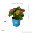 thumbnail image 2 of Endless Summer Summer Crush Reblooming Hydrangea Live Shrub in 1-Gallon Grower Pot, 2 of 8