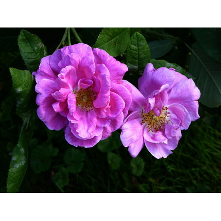 Canvas Print Pink Close Ornamental Garden Fragrant Roses Flowers Stretched Canvas 10 x