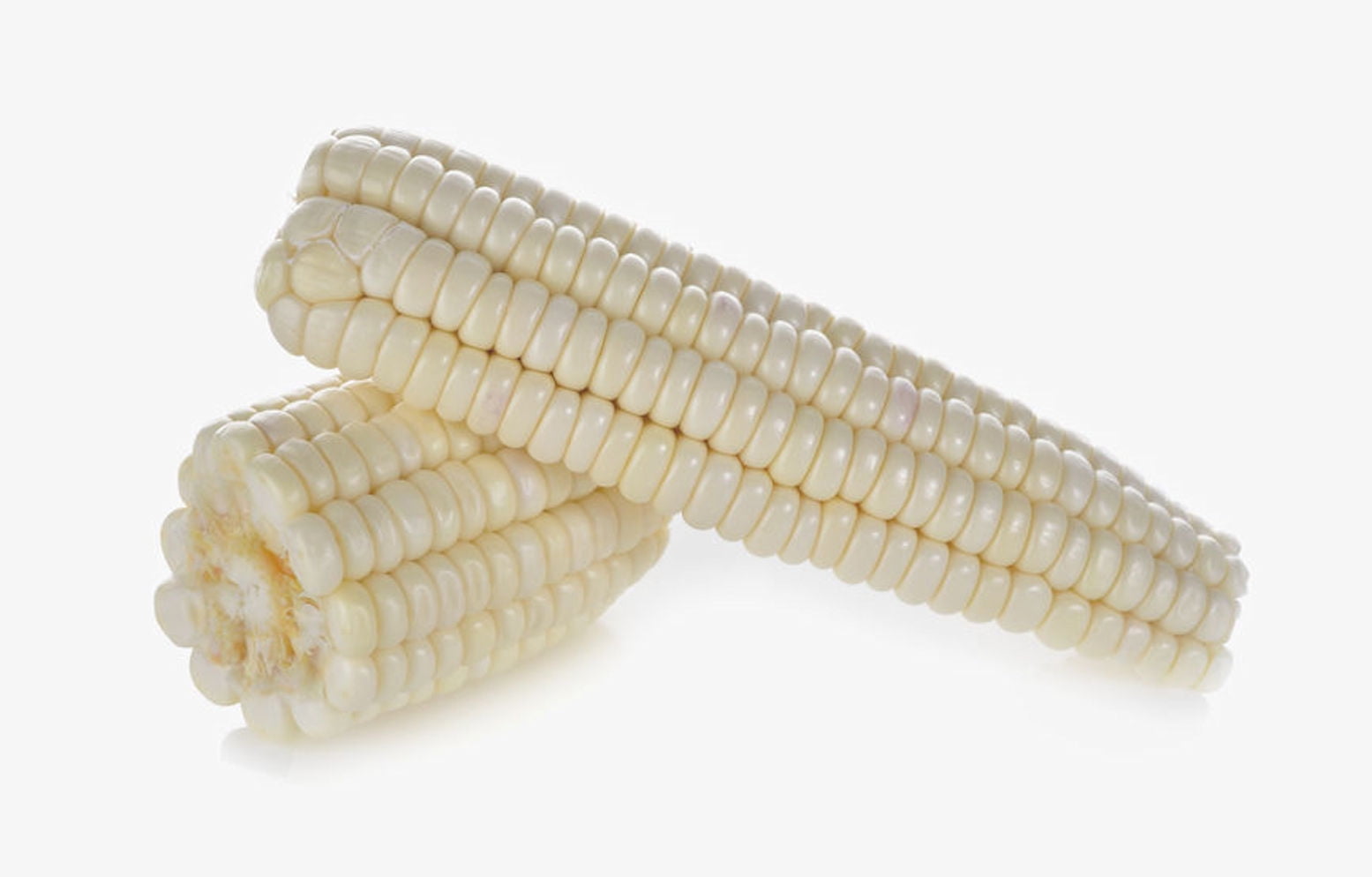 SEEDS = = 20 Silver King Corn Seeds! Non GMO Heirloom 1904 open