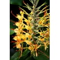 thumbnail image 6 of Hawaiian Starter Kahili Yellow Ginger Plant "6 - 10" Rooted in 2.5" Pot Shade, 6 of 7