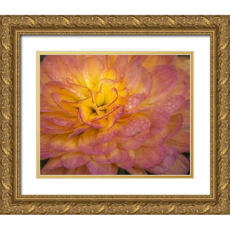 Jaynes Gallery 18×15 Gold Ornate Wood Framed with Double Matting Museum Art Print Titled – New Jersey-Rio Grande Mum flower close-up
