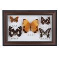 thumbnail image 1 of Craft Gift Durable Exquisite Butterflies Insect Specimen Craft Birthday Gift Home Decor Ornament(Black), 1 of 8