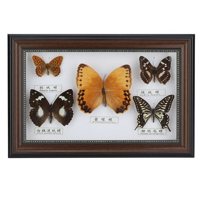 Craft Gift Durable Exquisite Butterflies Insect Specimen Craft Birthday Gift Home Decor Ornament(Black)