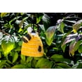 thumbnail image 2 of Abeille avec Ornement d'Abeille, 2 of 2