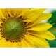 thumbnail image 2 of Cuadros Decorativos 1000 piezas DIY amarillo girasol rompecabezas educativo aprendizaje ensamblar juguetes Tmvgtek embutido en tela, 2 of 9