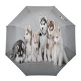 thumbnail image 1 of Pet Dogs Creative Umbrella Rain Automatic Three Folding Umbrellas Windproof Parasol ShopWise Round, 1 of 6