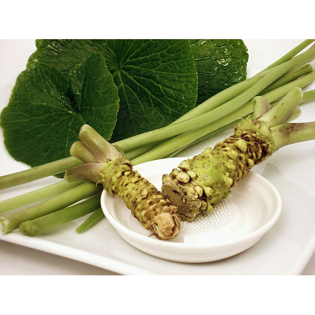 Wasabi Japanese Horseradish Grow Indoors/Out Rare Vegetable