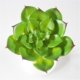 thumbnail image 5 of unbranded Planta Falsa Verde De PVC Para De Escritorio Estantería O, 5 of 7