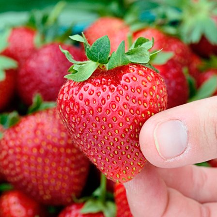 Seascape Strawberry Dormant Bare Root Starter Fruit Plant Roots (10-Pack)