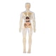 thumbnail image 1 of Kits de aprendizaje de modelos de cuerpo humano, modelos de anatomía interactivos, aprendizaje Totalmente transparente, 1 of 9