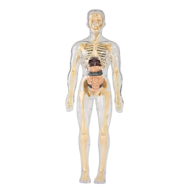 Milaget Human Body Model Display Classroom Realistic Human Anatomy for Kids Teaching Fully Transparent